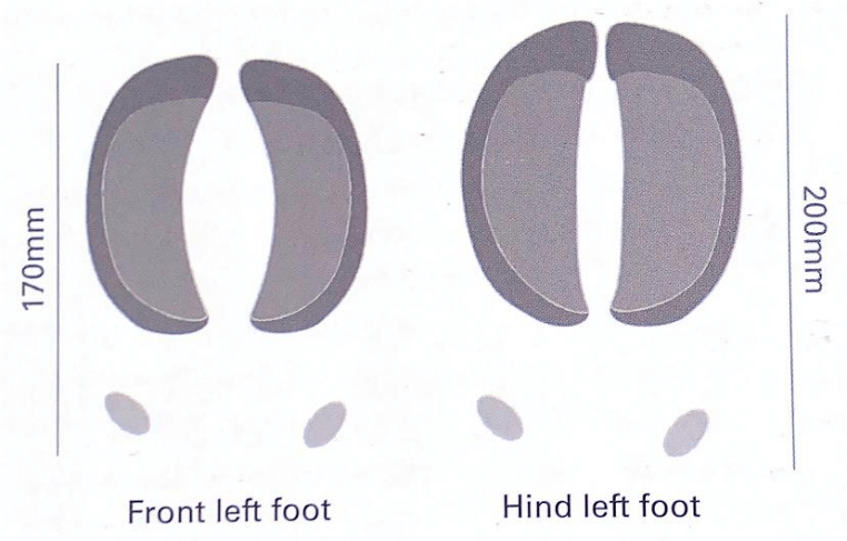 Dugga Boys are usually found alone or in small groups, allowing the buffalo tracking to be easy or challenging, whichever way your prefer to view it on your game hunting safari. Dugga Boys are to an extent predictable and have a specific behavior they practice, which suits anyone on a Cape buffalo hunt in South Africa, as it gives them the edge on tracking the animals. All Cape buffalo are water-dependent, so they visit a watering hole at least once a day and may even drink twice a day in summer periods. Any mud pools or small water sources are a hotspot for old Dugga Boys as they like to be away from any action or potential threats while wallowing religiously in the mud. This means they also like to hide away in thick vegetation that provides a separate challenge to the hunt. But, this also means we know where to find the buffalo and how to find them. The actual track of a Cape buffalo is easy to recognize, but it can be confused with a Cape Eland. The buffalo track is wider and symmetrical at the point, where the land is slightly mismatched. The buffalo also possesses false hooves, which are little nobs on the back of the ankle, and these can easily be seen in the thick, muddy substrate. They set the Cape buffalo apart from any other animal. Dugga boys will also leave marks on trees, where they will rub and hit their horns, removing marks and scarring the tree. This shows dominance and is also a form of practice fighting. Old dugga boys will also rub their bodies against trees, and mud will then come off the tree, almost marking it. This is a golden indication of a nearby dugga boy!
