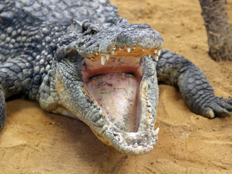 Crocodile Front No Shot