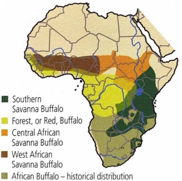 Distribution of buffalo species in Africa