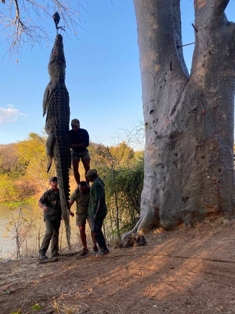 Hunting adventures are just that...adventures! And this adventure bagged a 15,1 ft monster Nile crocodile!