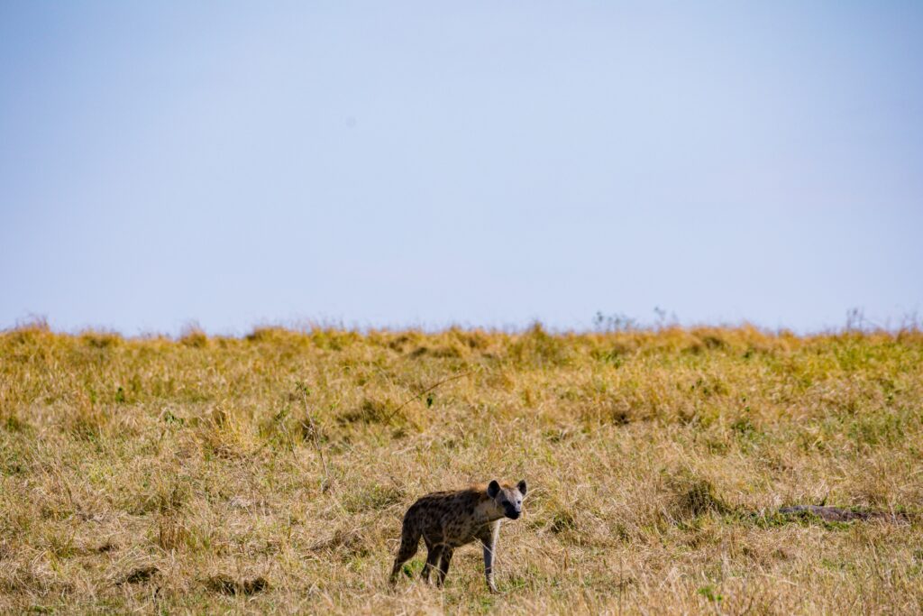 Hyenas are targeted on game hunting safaris all year round in most African countries.
