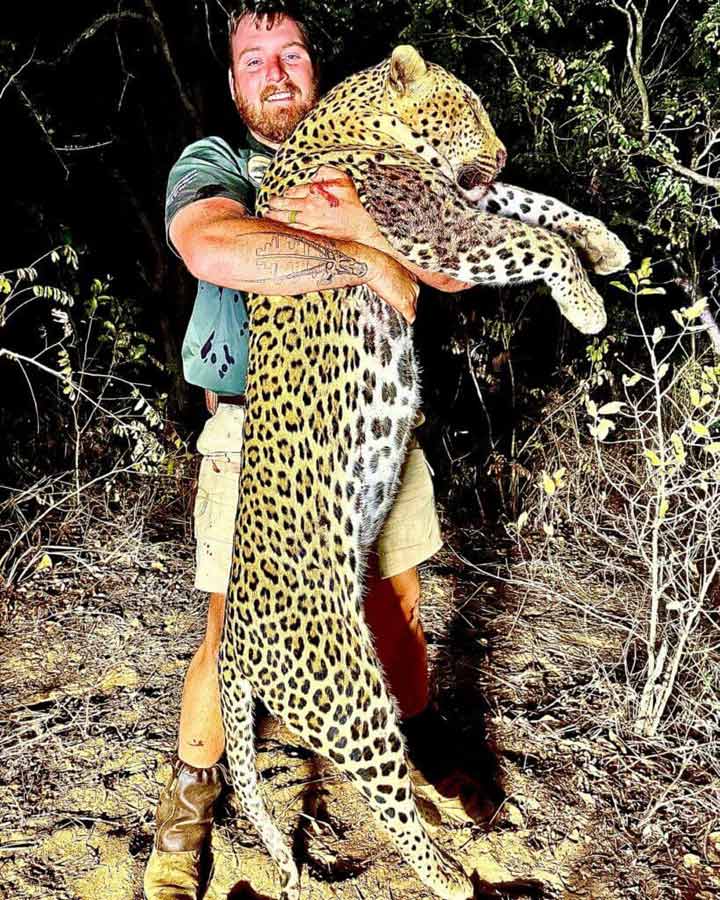 Leopard game hunting trophies are a sought-after commodity worldwide. If you are US-based, please check the import regulations pertaining to leopards.