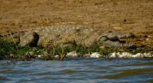 Dangerous game hunting in Africa usually targets the infamous Nile Crocodile. The Nile crocodile has a broad snout that is more noticeable on older animals and is a large and extremely aggressive cold-blooded reptile that is not capable of feeling any pain.  These crocodiles are native to African freshwater habitats and are present in twenty-six countries. The adult male crocodile is 11-16 feet long and can weigh up to 2,200 pounds.  They are opportunistic apex predators and can wait for anything from a few hours to weeks for the suitable moment to attack. Nile crocodiles have a powerful bite that is unique among all animals, with a grip that is almost impossible to loosen and a great advantage when holding large animals under water. The crocodile has around 64-68 razor sharp, large teeth and powerful tail with an immense appetite for anything that moves. It is not too picky in terms of food sources. They are relatively social, sharing basking areas and large food sources. Hatchlings get protected for a short period of time but hunt for themselves and not fed by their parents. These creatures are the most dangerous species of crocodile and are responsible for hundreds of human deaths every year.  The stomach contents of most Nile crocodiles is extremely vile to say the least! Stomach contents found are known to contain items such as shoes, clothes, bones and even rocks. The stomach acids are strong enough to dissolve almost anything, and the content is sought after in certain cultures by witch doctors and traditional healers.   The Nile crocodile has an extraordinary swimming speed 48-56 miles per hour. This swimming ability, paired with its fierce demeanor, bad attitude, blood thirsty instincts and sharp teeth, ensure that it is a force with which to be reckoned for unfortunate prey everywhere. They are not only fast and efficient killing machines, but live to be more than 100! For hunters planning on hunting crocodile during their dangerous game hunt in Africa, you should be aware that crocodiles are certainly not picky when it comes to food, and you may well become the croc’s next meal if you aren’t careful! Even as an apex predator, the Nile crocodile is one of the few reptile species where the male is known to contribute to parental care. Who would have thought this cold-blooded water monster had a soft spot for its young! 