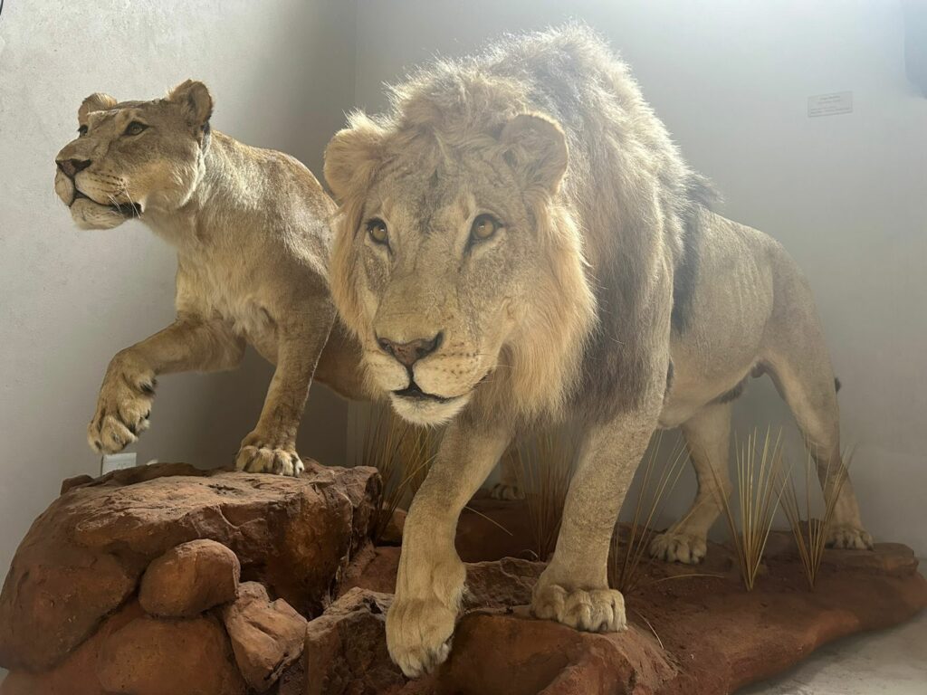 The mighty lion and lioness, at home in the author’s game hunting trophy room