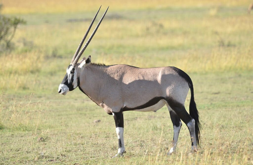 Oryx Side View