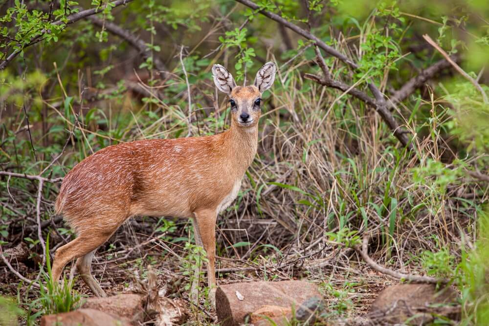 Sharpe’s Grysbok Hunting Safaris in Africa