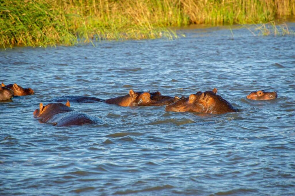 Shot placement on hippos can be extremely difficult when at times a tiny section of their heads is visible.
