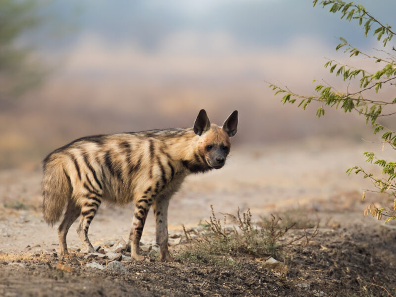 Hunting the Striped Hyena in Africa