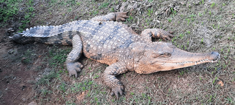 The West African slender snouted crocodile is on the critically endangered list and may not be hunted.
