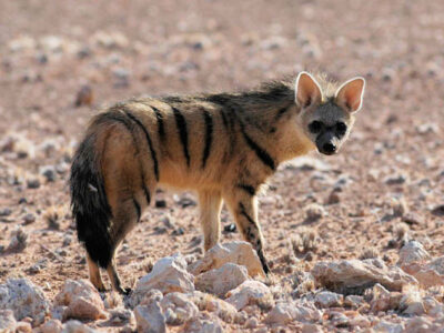 The aardwolf is often targeted on specialty game hunting safari. Foto credit: Wikipedia