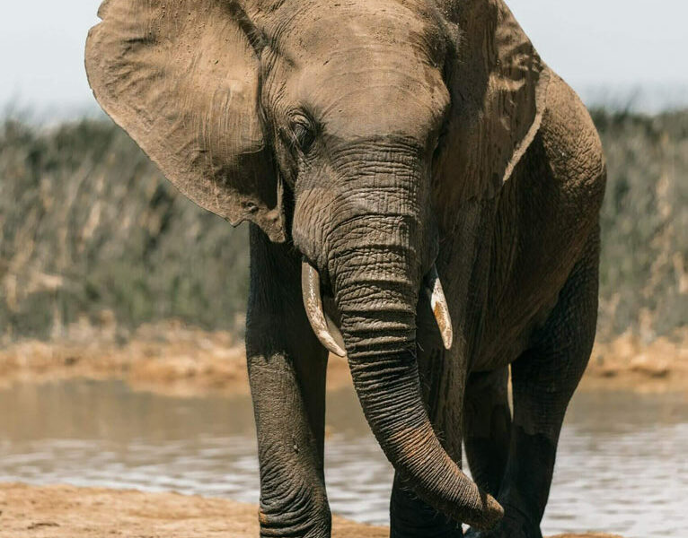 The elephant is a popular choice for hunting safaris in Mozambique.
