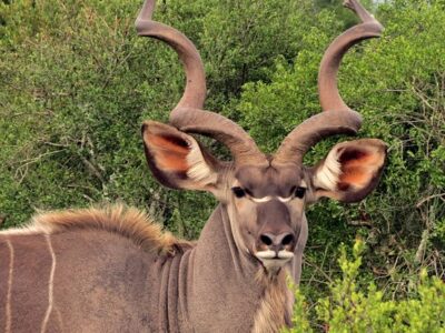 The kudu is the most sought-after plains game trophy in Africa.
