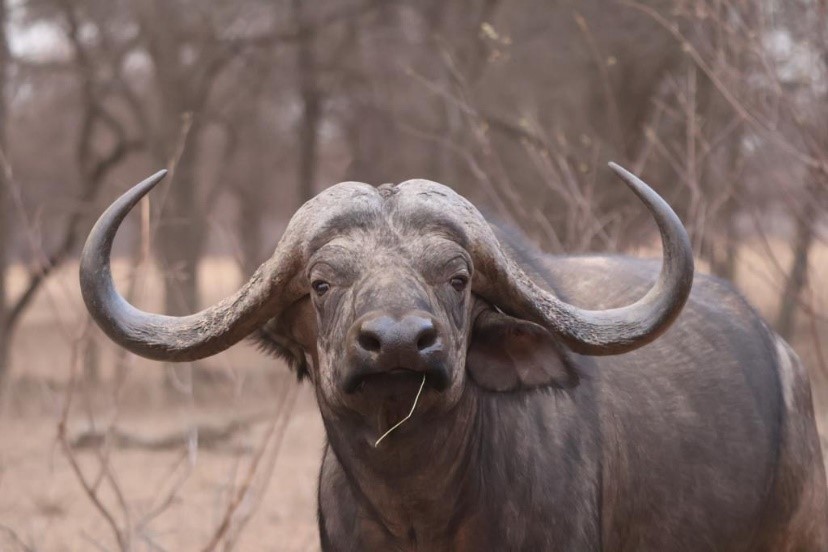 Young Cape Buffalo Bull