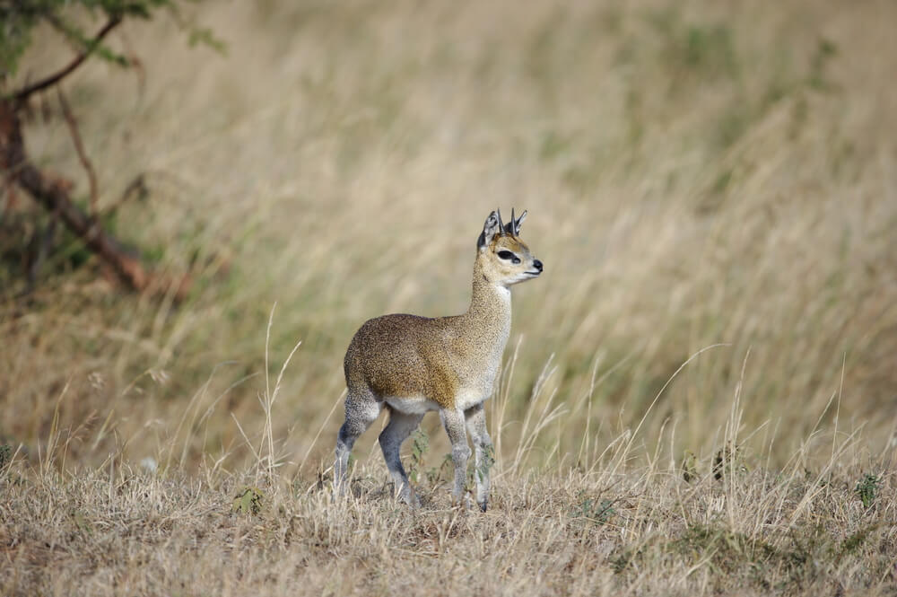 Blue Duiker, Hunting the Tiny 10