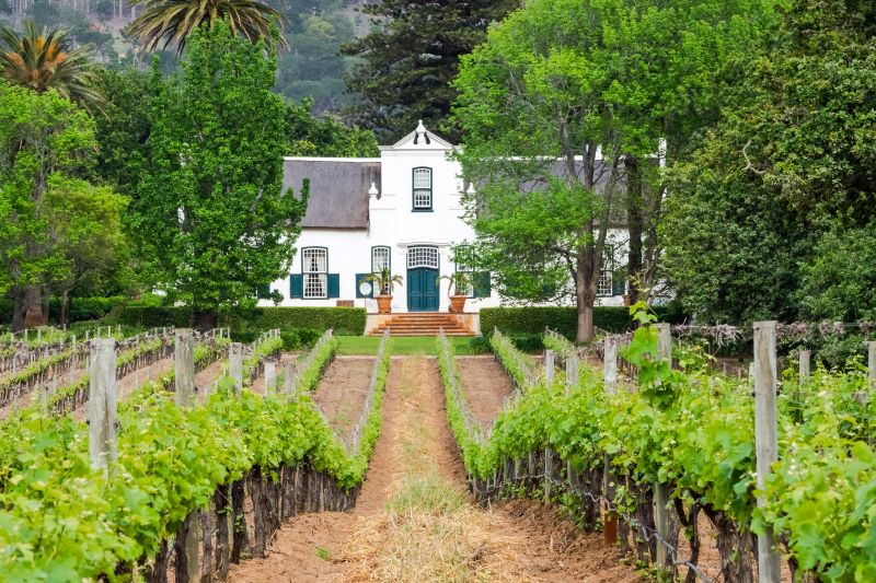 Image of a Cape Dutch house with vineyards in the foreground