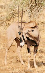 The Scimitar-horned Oryx is an example of conservation in action.