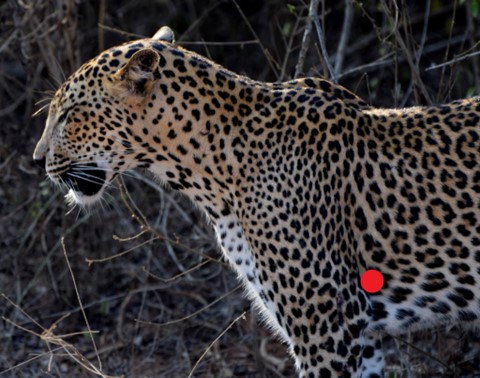 The correct shot placement when leopard hunting in Africa is critical.
