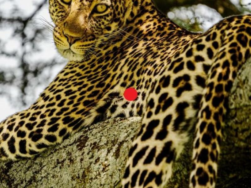 Leopard sitting in a tree does not present perfect shot placement when hunting leopard