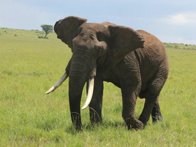 Lone elephant standing in savanna
