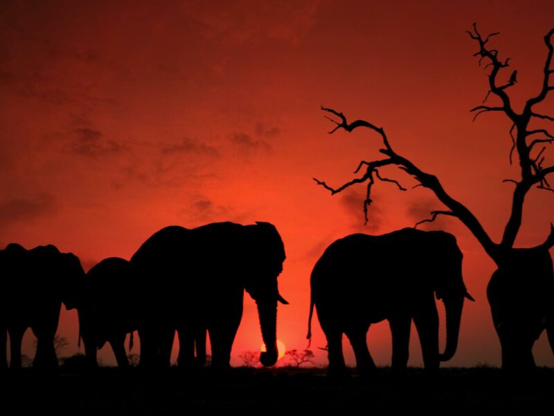 elephants walking in sunset