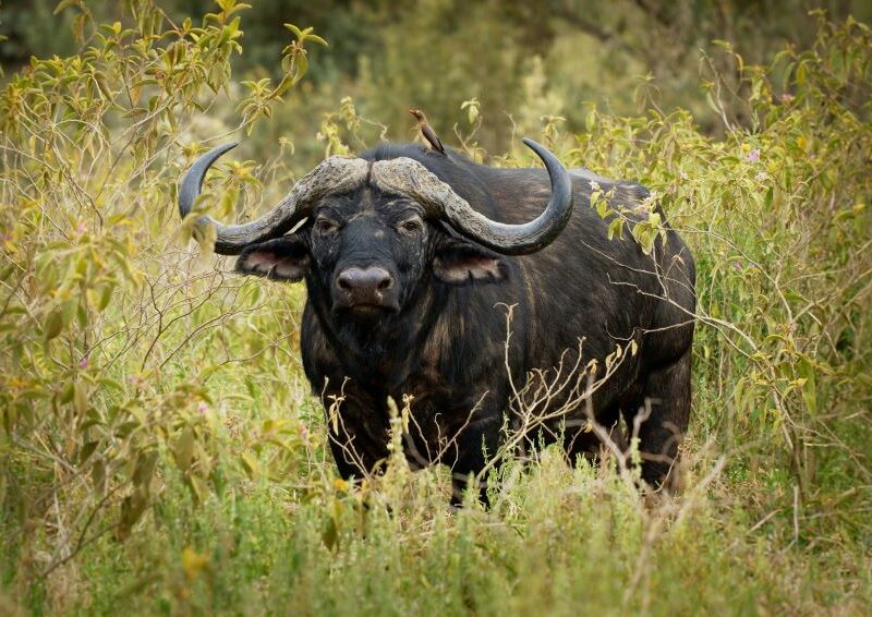 Buffalo bull