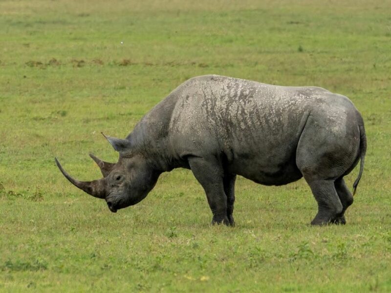 Black rhino