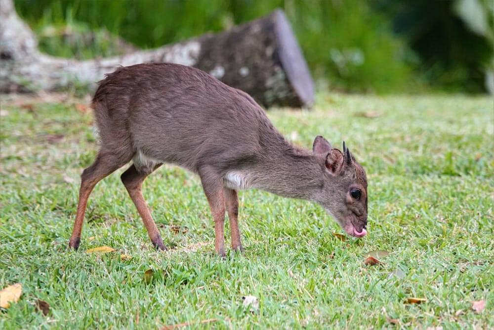 A Blue Duiker Native To Africa