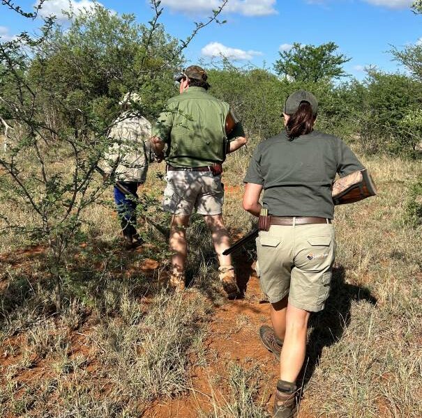 Cape Buffalo walk and stalk