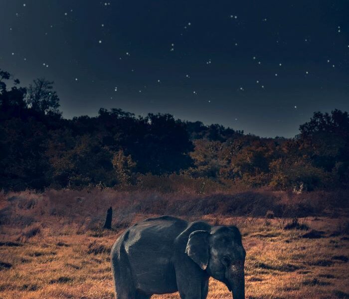 Elephant with a night scene behind it