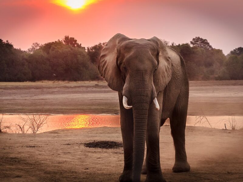 Elephant standing in front of a waterhole