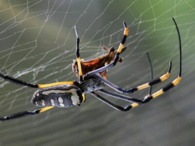 Golden Orb spider close up