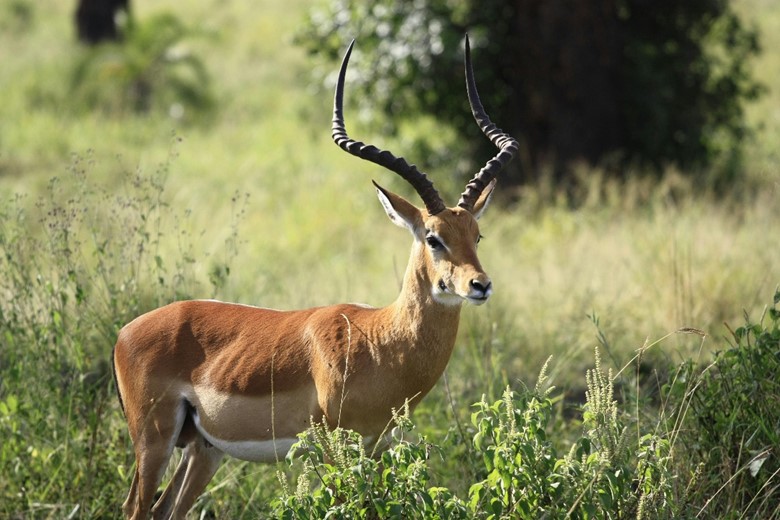 Image of impala in the bush