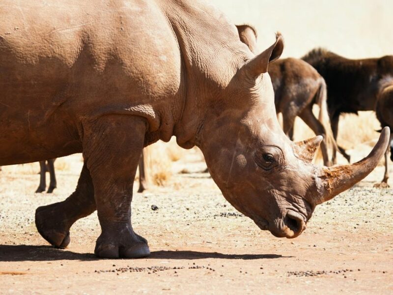 Rhino broadside view
