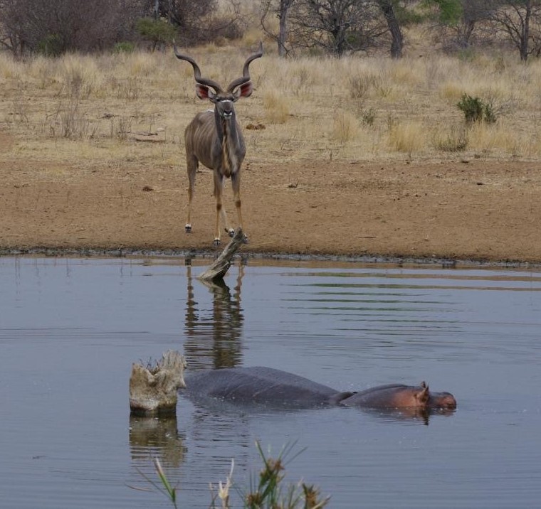Hippo and kudu at a watering hole