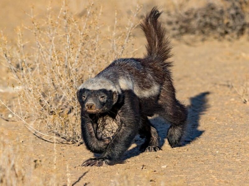 Honey badger