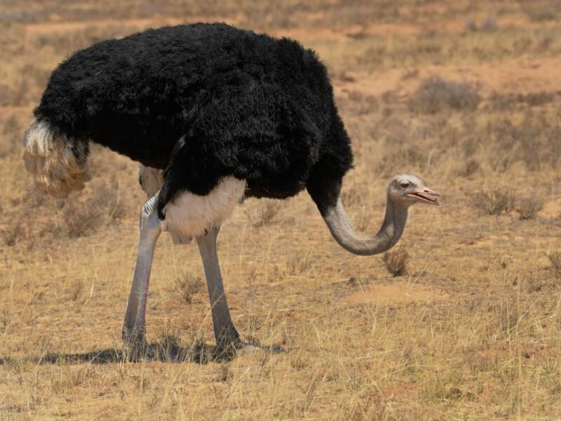 Male Ostrich