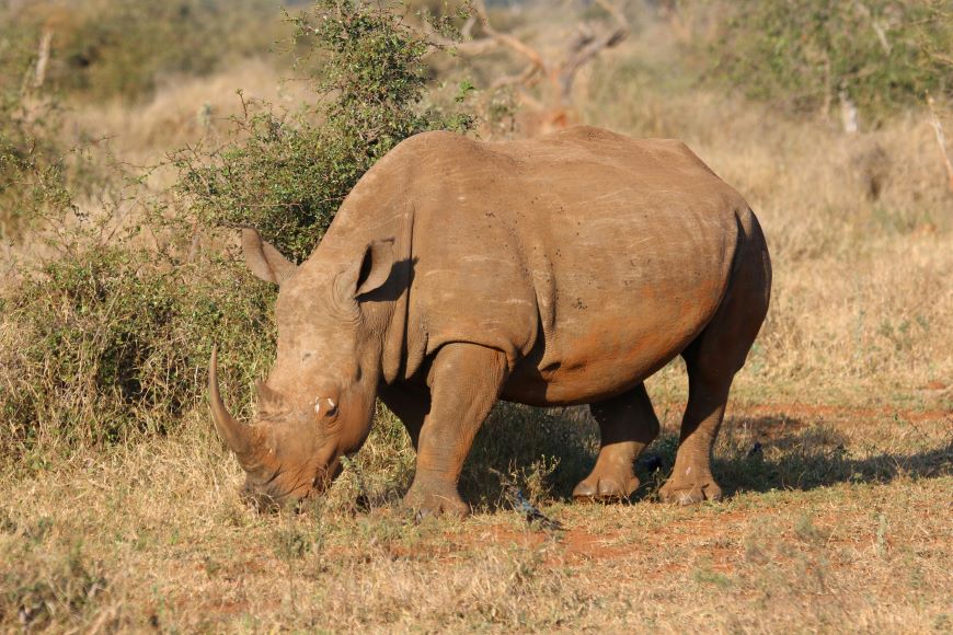 Rhino in the wild