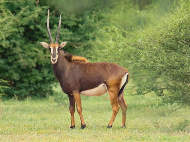 A sable with long elegant horns pictured in the bush