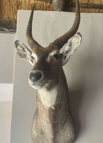 shoulder mount of a waterbuck