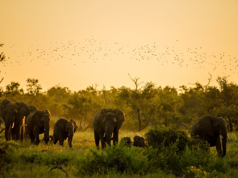 A parade of Elephants walking in the bush