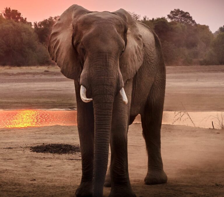 Elephant facing forwards, with sunset behind it