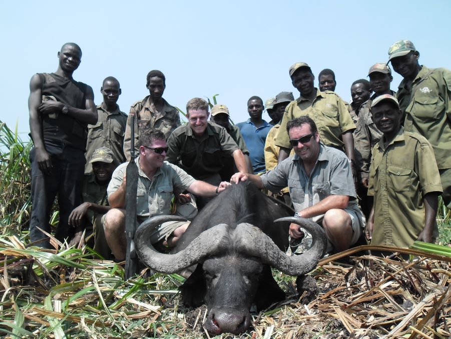 Trophy Cape Buffalo
