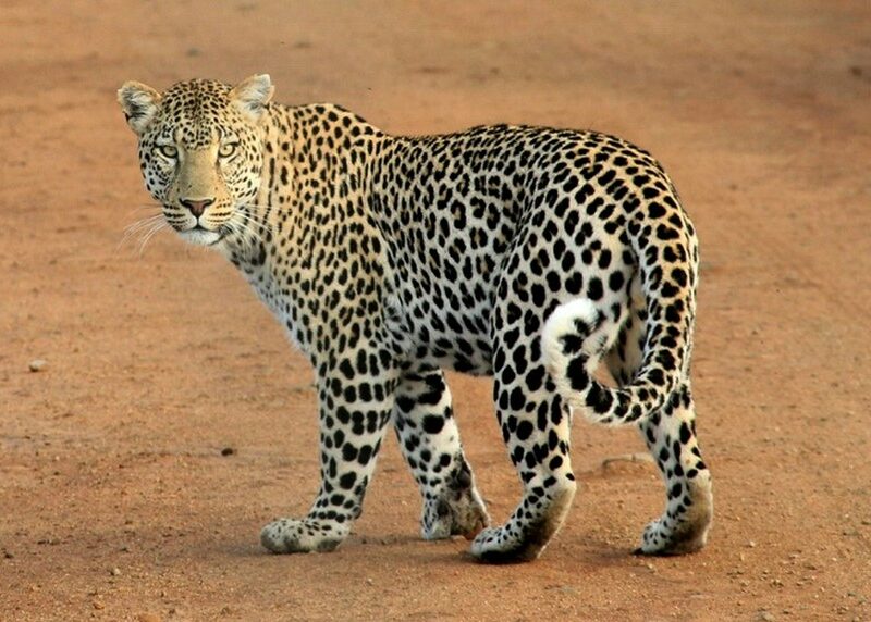 Leopard turning to look back