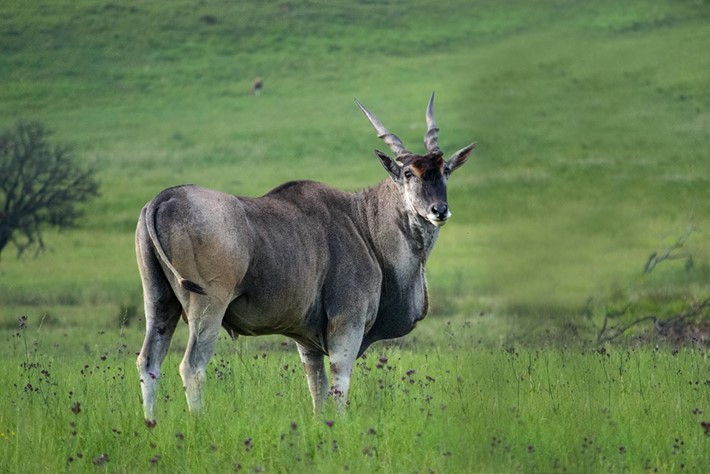 Side shot of an eland
