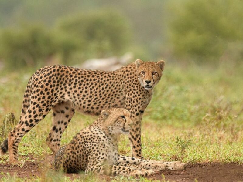 Two cheetahs, one standing, one lying down, Hunting Cheetah