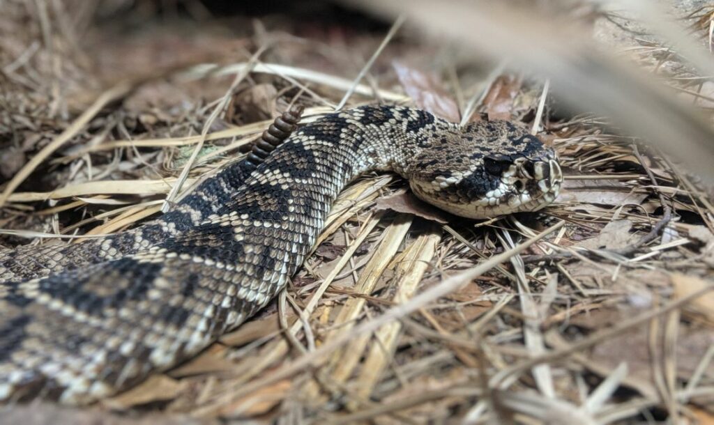 Watch where you step while hunting in Africa, puff adders are experts at camouflaging themselves.