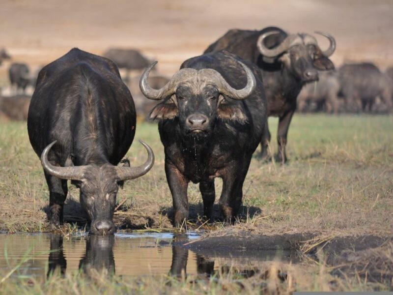 Three buffalo at a water hole drinking