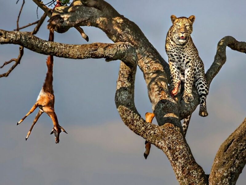 leopard in the tree with its prey