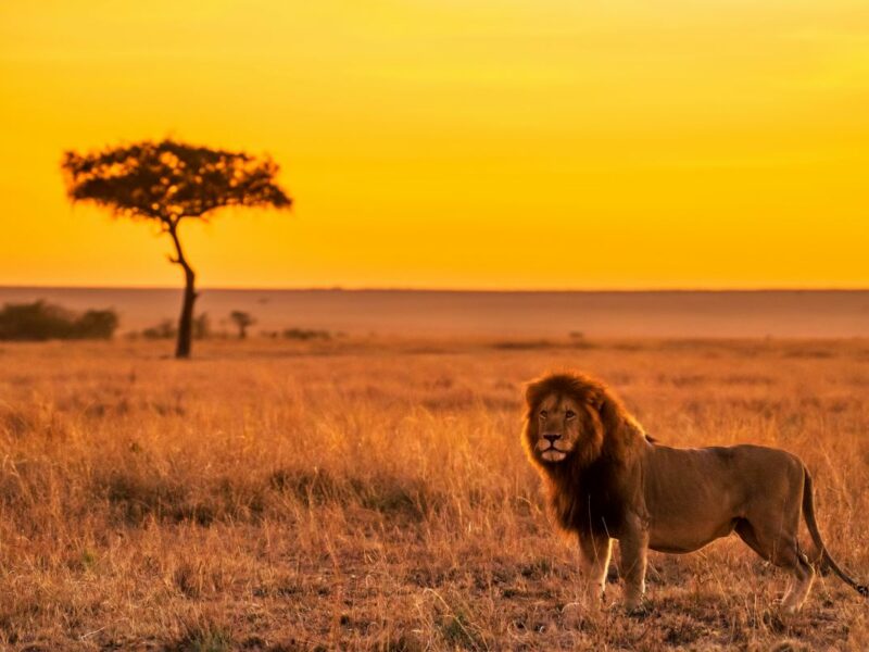 A lion standing with an African sunset behind it.