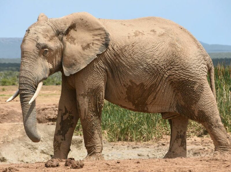 Side view of African elephant in the wild.
